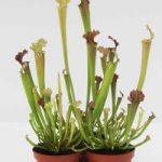 Sarracenia Leucophylla 3 x 9cm Pot