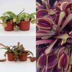Carnivorous Nepenthes and Fly Trap Collection