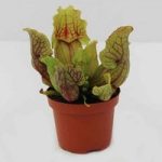 Slug Eating (Sarracenia Purpurea) 1 Plant 9cm Pot
