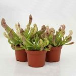 Pitcher Plant (Sarracenia Wrigleyana) 3 Plants 9cm Pot