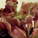 Slug Eating (Sarracenia Purpurea) 3 Plants 9cm Pot