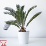Cycas revoluta (House Plant)