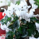 Cyclamen persicum ‘Super Serie Carino’ (House Plant)