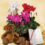 Cyclamen Plant in Rustic basket + Cuddly Bear plus Diary