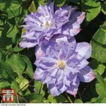 Clematis ‘Blue Explosion’