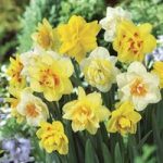 Daffodil Double Mix 15 Bulbs