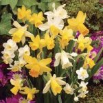 Daffodil Dwarf Collection 50 Bulbs