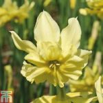 Narcissus ‘Exotic Mystery’