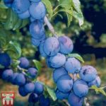 Damson ‘Shropshire Prune’