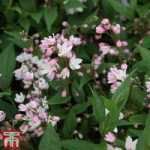 Deutzia × rosea ‘Yuki Cherry Blossom’