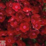 Dianthus barbatus ‘Rocking Red’