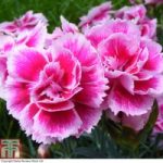 Dianthus ‘Odessa Easy Pink’