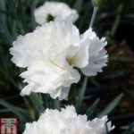 Dianthus ‘White’