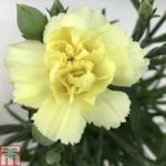 Dianthus ‘Sunflor Bling Bling Yellow’
