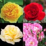 Lucky Dip 3 Litre Floribunda Rose 1 Plant