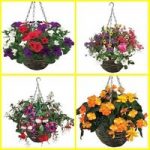 Lucky Dip 2 Pre-Planted Rattan Hanging Baskets