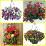 Lucky Dip 2 Pre-Planted Plastic Hanging Baskets