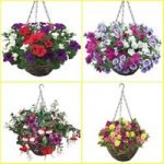Lucky Dip 2 Pre Planted Rattan Hanging Baskets plus 2 Free Wall Brackets