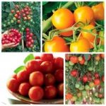 Lucky Dip Tomato Collection 12 Plants