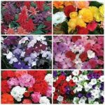 Lucky Dip Spring Bedding 24 Large Plants