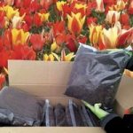 DIY 64 Tulip Bulbs & FREE Compost Kit