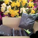 DIY 64 Daffodil Bulbs & FREE Compost Kit