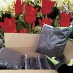 DIY 64 Red Riding Tulips and Compost Kit