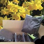 DIY 64 Tete a Tete Daffodils & Compost Kit