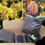 DIY 32 Prinses Irene Tulips & 32 Tete a Tete Daffodils & Compost Kit