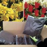 DIY 32 Red Riding Hood Tulips and 32 Tete a Tete Daffodils with Compost Kit