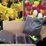 DIY 32 Triumph Mix Tulips and 32 Tete a Tete Daffodils with Compost Kit