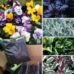 18 Trailing Plants + FREE Compost Kit