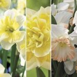 Daffodil Mix 15 Bulbs