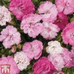 Dianthus ‘Dynasty Pink Magic’
