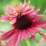 Echinacea purpurea ‘Double Decker’
