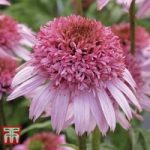Echinacea ‘Double Papallo Pink’