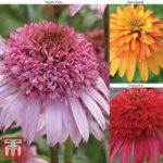 Echinacea ‘Doubles Collection’
