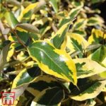 Elaeagnus x submacrophylla ‘Gilt Edge’