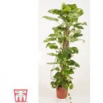 Epipremnum aureum (House Plant)