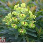Euphorbia x martini ‘Baby Charm’