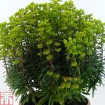Euphorbia x martini ‘Baby Charm’ – Patio