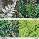 Fern ‘Fantastic Collection’