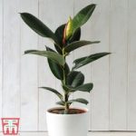 Ficus elastica ‘Robusta’ (House Plant)