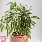 Ficus benjamina ‘Nicole’ (House Plant)