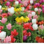 Fritillaria imperialis & Tulip Bulb Mix