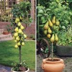 Patio Pear Trees (Conf/Doy du Com) 9cm Pot