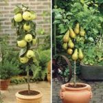 Patio Apple(Golden Delicious) & Pear(Conference) Trees 9cm Pot