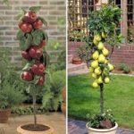 Fruit Trees Braeburn and Doyenne du Comice 2 trees 9cm Pot