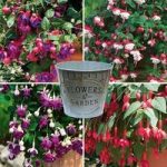 Fuchsia Trailing 3 12cm Pot Plants with Dec Pots