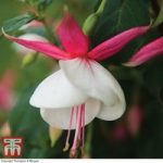 Fuchsia ‘Beauty Queen’ (Hardy)